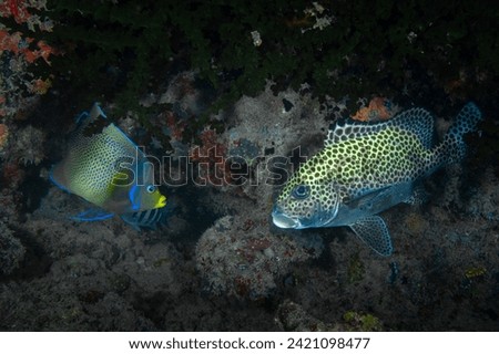 Semi circle anglefish swimming above coral reef (Pomacanthus semicirculatus)