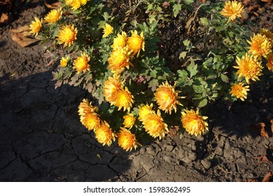 Semi double amber yellow flowers of Chrysanthemum in November - Shutterstock ID 1598362495