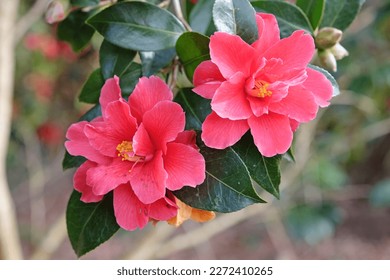 Semi double camellia 'Freedom Bell'  in flower.  - Shutterstock ID 2272410265