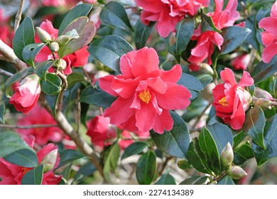 Semi double camellia 'Freedom Bell'  in flower.  - Shutterstock ID 2274134389