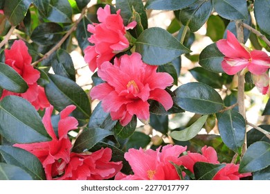 Semi double camellia 'Freedom Bell'  in flower.  - Shutterstock ID 2277017797