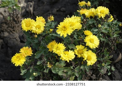 Semi double yellow flowers of Chrysanthemums in October - Powered by Shutterstock