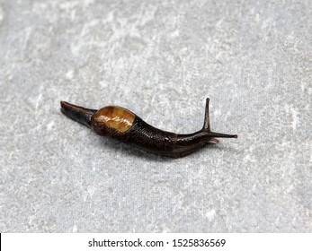 Semi Slug (Parmarion Martensi) Climbing On Floor In A House, Southern Thailand. Semi-slug Or Semislug Are Land Gastropods Whose Shells Are Too Small For Them To Retract Into.