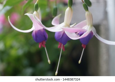 A Semi trailing fuchsia in a hay basket. A lovely combination of purple, pink and cream. They stand out in the low light after a shower of rain.