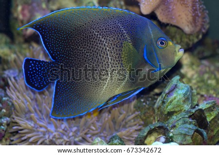 A semi-adult Koran Angelfish, Pomacanthus semicirculatus in a reef aquarium