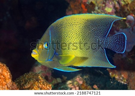Semicircle Angelfish, Pomacanthus semicirculatus. Also known as semicircled, Koran , blue angelfish, zebra angelfish or half-circled angelfish, Tulamben, Bali, Indonesia. 