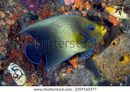 Semicircular angelfish, Pomacanthus semicirculatus, Raja Ampat Indonesia.