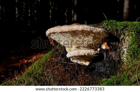 semicircular, furrow-banded, bumpy, reddish, later purplish black, with a thin waxy crust that dissolves in fire. Pores are usually round, yellow-ochre. dew drops on it