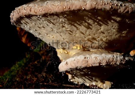 semicircular, furrow-banded, bumpy, reddish, later purplish black, with a thin waxy crust that dissolves in fire. Pores are usually round, yellow-ochre. dew drops on it