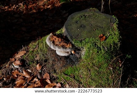 semicircular, furrow-banded, bumpy, reddish, later purplish black, with a thin waxy crust that dissolves in fire. Pores are usually round, yellow-ochre. dew drops on it