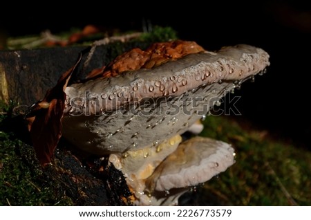 semicircular, furrow-banded, bumpy, reddish, later purplish black, with a thin waxy crust that dissolves in fire. Pores are usually round, yellow-ochre. dew drops on it