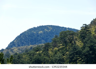 a semi-circular pine forest covered mountain top