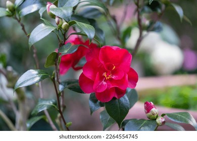Semi-double Camellia japonica. Flower with two or more rows of large regular, irregular or loose outer petals - Shutterstock ID 2264554745