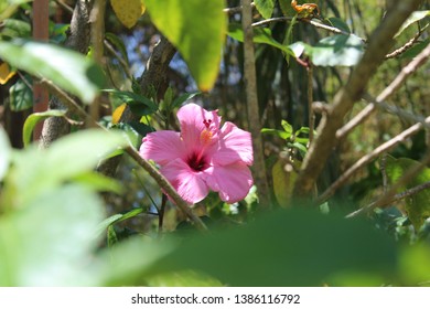 Seminole Pink Hibiscus At Florida Botanical Gardens, Largo, FL