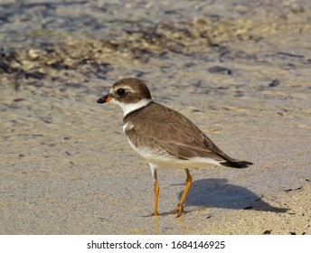 Semi-palmated Plover At South Water Caye, Belize