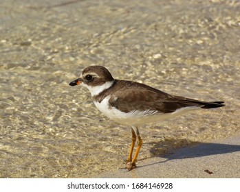 Semi-palmated Plover At South Water Caye, Belize