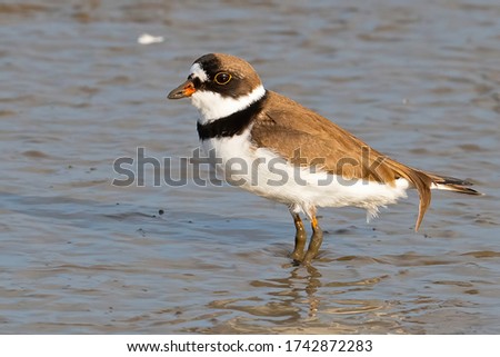 Semipalmated Plover Walking in the Marsh