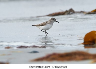 Sandpipers On Beach High Res Stock Images Shutterstock