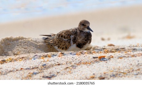 Semipalmated Sandpiper on a beach covered with colorful pieces of broken shells.