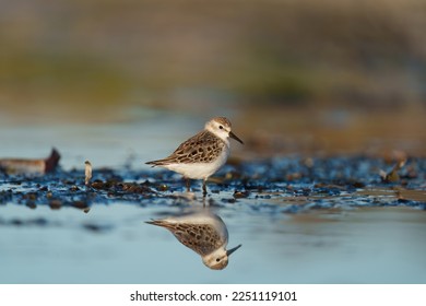 Semipalmated sandpiper resting at seaside beach, it is a small, grayish-brown sandpiper. Typically shows relatively short, blunt-tipped bill