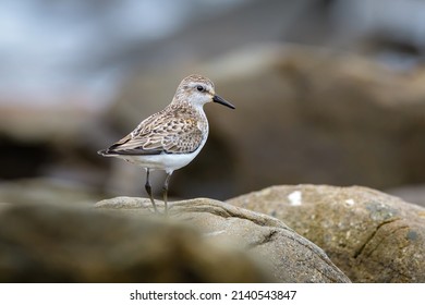 Semipalmated Sandpiper standing on brown rock with soft blurred background