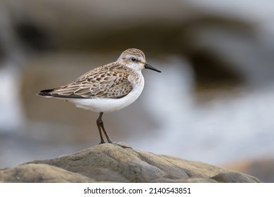 Semipalmated Sandpiper standing on brown rock with soft blurred background