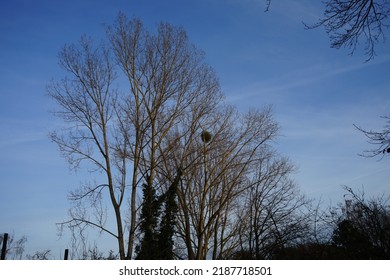 The Semi-parasitic Plant Viscum Album Has The Shape Of A Ball Attached To The Branches Of The Host Plant. Viscum Album Is A Species Of Mistletoe In The Family Santalaceae. Berlin, Germany