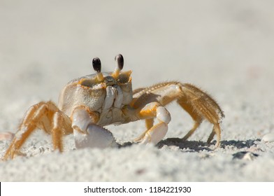 A Semiterrestrial Ghost Crab (Ocypodinae Arthropods) Walks Through The Sand Along Wiggins Pass, Florida. It Is Also Sometimes Known As A Sand Crab.