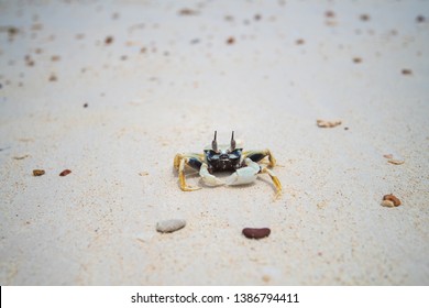 A Semiterrestrial Ghost Crab (Ocypodinae Arthropods) Walking On Sand Beach