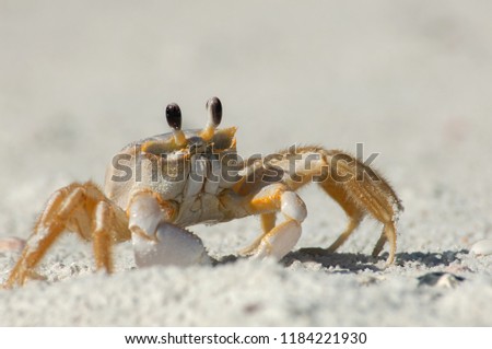 A semiterrestrial ghost crab (Ocypodinae arthropods) walks through the sand along Wiggins Pass, Florida. It is also sometimes known as a sand crab.