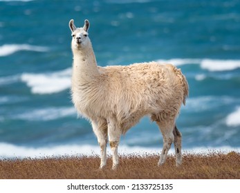 Semi-wild white llamas on the windy shores of Tierra del Fuego in southern tip of south America