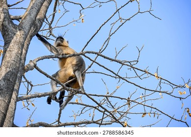 Semnopithecus Monkey Looking Upward in Natural Arboreal Habitat

A gray langur (Semnopithecus) with a distinctive black face and dense light-gray fur sits among bare tree branches beneath a clear blue sky. The wildlife portrait captures the primate's alert upward gaze and natural arboreal behavior, creating a striking and serene nature scene.