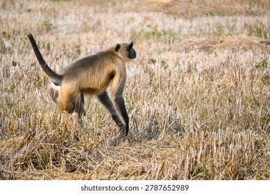 Semnopithecus Monkey in Motion Across Tall Dry Grass Field
A gray langur (Semnopithecus sp.) with a black face and long tail walks through tall dry grass in a natural open woodland environment. The wildlife scene highlights the primate’s agility, distinctive profile, and adaptation to grassy habitats in the wild.