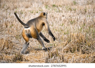 Semnopithecus Monkey in Motion Across Tall Dry Grass Field
A gray langur (Semnopithecus sp.) with a black face and long tail walks through tall dry grass in a natural open woodland environment. The wildlife scene highlights the primate’s agility, distinctive profile, and adaptation to grassy habitats in the wild.