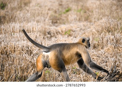 Semnopithecus Monkey in Motion Across Tall Dry Grass Field
A gray langur (Semnopithecus sp.) with a black face and long tail walks through tall dry grass in a natural open woodland environment. The wildlife scene highlights the primate’s agility, distinctive profile, and adaptation to grassy habitats in the wild.