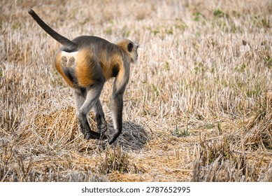 Semnopithecus Monkey in Motion Across Tall Dry Grass Field
A gray langur (Semnopithecus sp.) with a black face and long tail walks through tall dry grass in a natural open woodland environment. The wildlife scene highlights the primate’s agility, distinctive profile, and adaptation to grassy habitats in the wild.