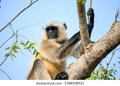 Semnopithecus Monkey Resting in Tree Canopy with Sparse Green Foliage
A gray langur (Semnopithecus) with a light gray coat and distinctive dark face sits calmly on a tree branch beneath a clear blue sky. Surrounded by sparse green leaves, the wildlife portrait captures the natural beauty, agility, and arboreal lifestyle of this iconic South Asian primate.


