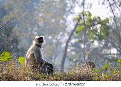 Semnopithecus Monkey Sitting Calmly Among Grass and Woodland Vegetation

A gray langur (Semnopithecus) with a light gray coat, dark face, and black hands rests peacefully on grass-covered ground surrounded by lush green vegetation. The serene wildlife scene captures the natural behavior and forest habitat of this iconic South Asian primate species.