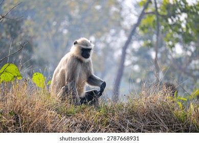 Semnopithecus Monkey Sitting Calmly Among Grass and Woodland Vegetation

A gray langur (Semnopithecus) with a light gray coat, dark face, and black hands rests peacefully on grass-covered ground surrounded by lush green vegetation. The serene wildlife scene captures the natural behavior and forest habitat of this iconic South Asian primate species.