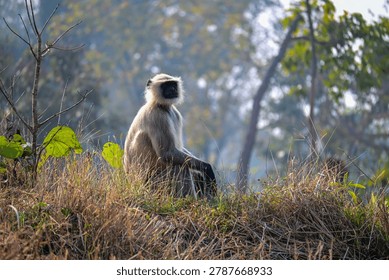 Semnopithecus Monkey Sitting Calmly Among Grass and Woodland Vegetation

A gray langur (Semnopithecus) with a light gray coat, dark face, and black hands rests peacefully on grass-covered ground surrounded by lush green vegetation. The serene wildlife scene captures the natural behavior and forest habitat of this iconic South Asian primate species.