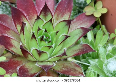Sempervivum
