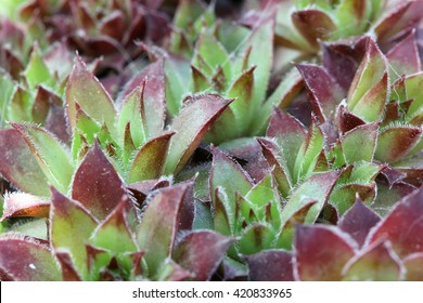 Sempervivum