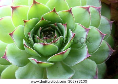 Sempervivum