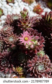 Sempervivum Arachnoideum Flower, Cobweb Houseleek, Growing In A White Stone Garden Bed.