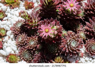 Sempervivum Arachnoideum Flower, Cobweb Houseleek, Growing In A White Stone Garden Bed.