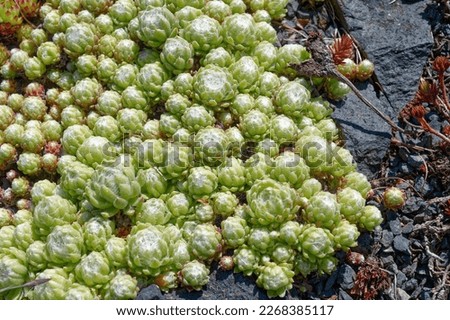 Sempervivum arachnoideum 'Minor' is a nice rock garden plant