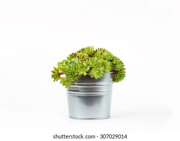 Sempervivum Succulent Plant In Metal Pot On White Background With Shadow