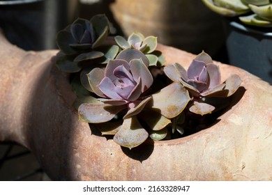 Sempervivum tectorum, commonly known as Common Houseleek in a flower pot with manny outgrowing offshoots.
 - Shutterstock ID 2163328947