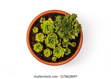 Sempervivum tectorum, commonly known as Common Houseleek in a flower pot with manny outgrowing offshoots isolated on white background. Clipping Path Included. Top View - Shutterstock ID 2178628097