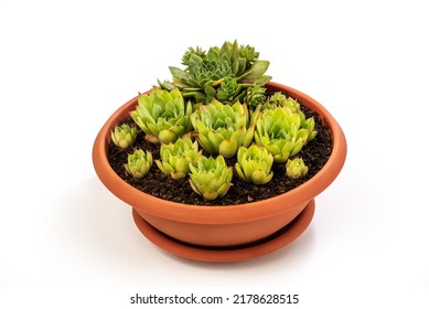 Sempervivum tectorum, commonly known as Common Houseleek in a flower pot with manny outgrowing offshoots isolated on white background. Clipping Path Included - Shutterstock ID 2178628515